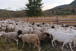 За 9 місяців на перероблення надійшло на 8% більше овець
