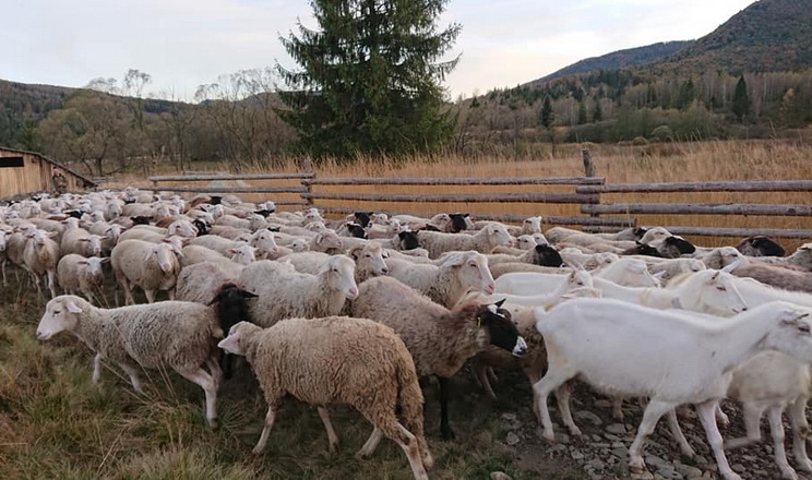 Експорт українських кіз і овець за 7 місяців зріс утричі