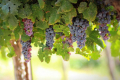 При органічному вирощуванні винограду активніша мікробіота 