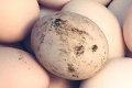 Неналежне транспортування яєць може звести нанівець ідеальне утримання птиці