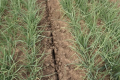 Нарізання щілин раз на чотири роки дає змогу уникнути ущільнення ґрунту на Присивашші