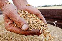 «Агротрейд» спрямує 2 тис. тонн зерна на розрахунок з пайовиками