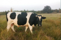 «Велетень» підбирає бугаїв індивідуально для кожної корови