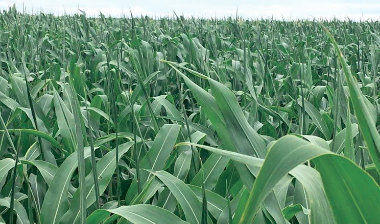 Безпечне застосування гербіцидів на кукурудзі за будь-яких погодних умов