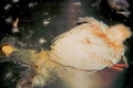 Для хвороби Гамборо необов’язкові прояви типових симптомів інфікування птиці