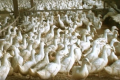 У Франції знищують 600 тис. качок, яких вирощували для фуа-гра