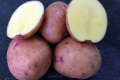 Урожайність вітчизняного сорту картоплі становила 100 т/га