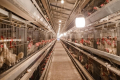 Низькоенергетичні раціони знижують собівартість виробництва яєць