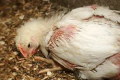 Гострий кокцидіоз може спричинити загибель до 100% молодняку птиці