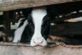 «Сімейні молочні ферми» залучають нових інвесторів