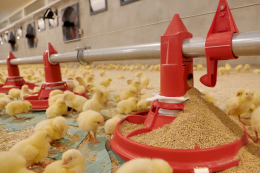 Стратегії захисту птиці від мікотоксинів