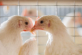У Великій Британії та ЄС через грип птиці знищили близько 48 млн голів птиці