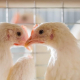 Бельгія приєднується до проєкту тестування птиці на сальмонельоз