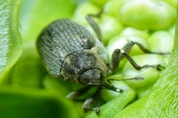 Триває заселення посівів озимого ріпаку шкідниками