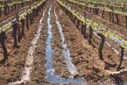 Виноградники півдня почали сокорух та зберегли потенціал урожаю