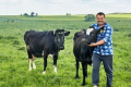 Волинська сімейна ферма планує збільшити поголів'я корів до 80