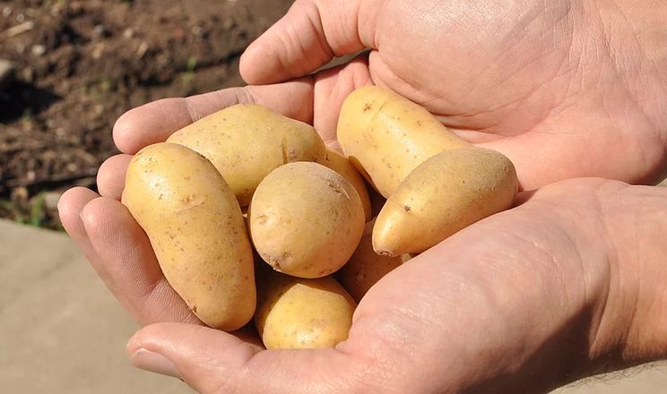 В Аргентині дозволили трансгенну картоплю: виробники проти