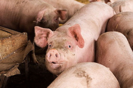Виторг KSG Agro від реалізації живця свиней за 9 місяців зріс на 48,3%
