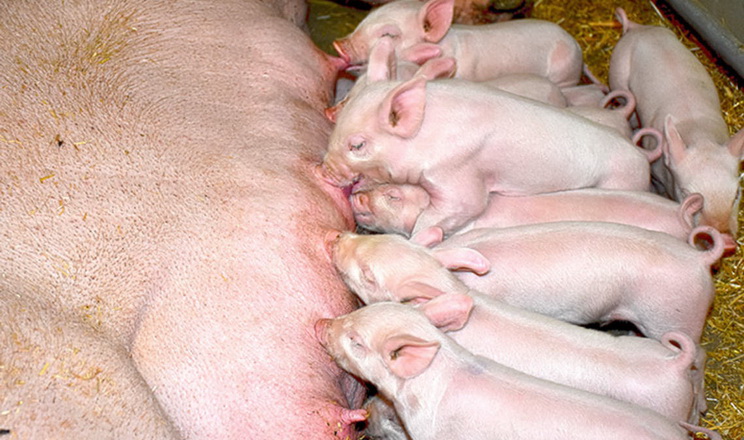 У Німеччині – найнижче  свинопоголів'я за останні 25 років