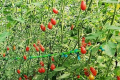 На Тайвані виростили суперсолодкі томати чері