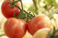 В Ізраїлі отримали стійкий до ToBRFV сорт томатів Lansor