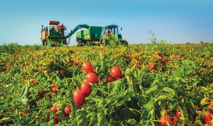 Через зміну клімату знизиться урожайність томатів