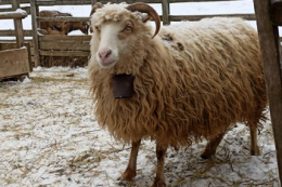 За 11 місяців підприємства відправили на забій 2,1 тис. тонн овець і кіз