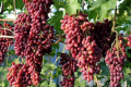 Експерт назвав найкращі сорти столового винограду України
