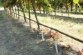 Учені рекомендують виноградарям моніторити водний режим у липні