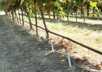 «Радсад» скорочує садівництво та переходить тільки на виноград