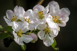 Агрономка розповіла, чому яблуні витримали заморозок і дали рекордний урожай