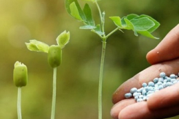 Головну роль у підвищенні собівартості виробництва у 2026 році відіграватимуть міндобрива – думка