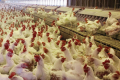На Міжнародному форумі Poultry Farming розкажуть, як мінімізувати вплив токсинів на птицю