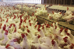 Світовий ринок птахівництва зростатиме і цього року, хоч і дещо повільніше ‒ Rabobank