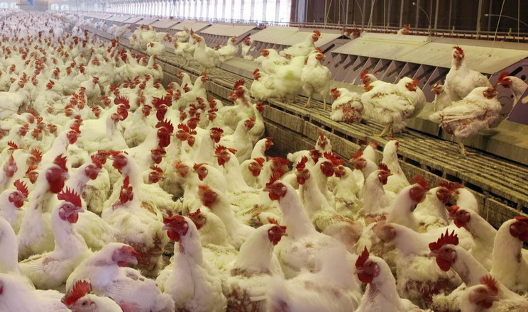 На Міжнародному форумі Poultry Farming розкажуть, як мінімізувати вплив токсинів на птицю