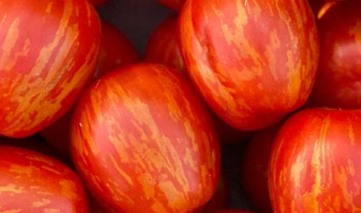 Нові смугасті томати чері позбулися важливої ​​проблеми