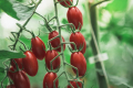 Смак томату Cloud 9 відзначили 200 європейських кухарів та сомельє
