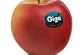 Селекціонер розповів про особливості нового сорту яблук Giga