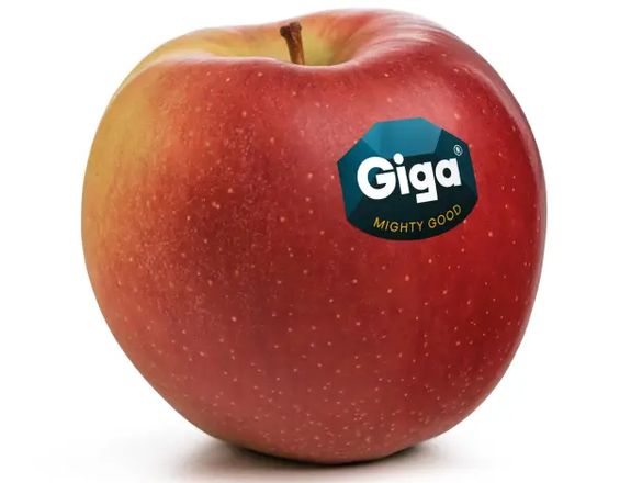 Селекціонер розповів про особливості нового сорту яблук Giga