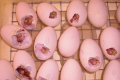 Про нестачу кисню в інкубаторі свідчить неправильне розташування зародка в яйці