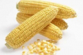 Для України перспективніші гібриди цукрової кукурудзи, виведені в посушливому та жаркому кліматі