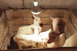 Симбіотики і природні сорбенти захищають новонароджених ягнят і козенят