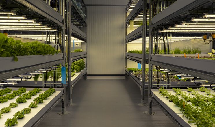 Найбільші витрати ферми мікрозелені – на обладнання приміщення