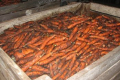 Названа найкраща тара для зберігання моркви