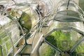 У Японії відкривають гігафабрику проростків брокколі