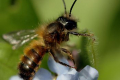 Руда осмія запилює в 10-50 разів ефективніше, ніж домашня бджола