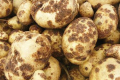 Більший уміст органіки в ґрунті зменшує ураження картоплі паршею