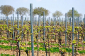 Невчасне підв’язування вертикальних лоз виноградного куща сповільнить його розвиток