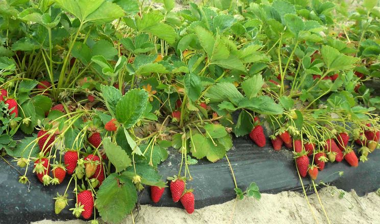 У «Ягідному раю» найвигіднішим виявилося вирощування полуниці на грядах
