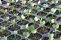При досвічуванні розсади капусти термін вегетації скорочується на тиждень
